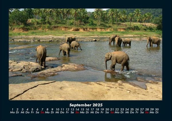 Produktbild: Elefanten - Die sanften Riesen Afrikas 2025 Fotokalender DIN A4