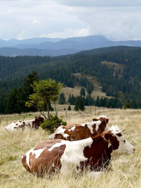 Produktbild: CALVENDO Puzzle Blick zum Belchen und Fleckvieh beim Wiederk&auml;uen | 1000 Teile Lege-Gr&ouml;&szlig;e 64 &times; 48 cm Foto-Puzzle f&uuml;r gl&uuml;ckliche Stunden