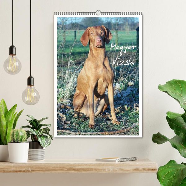 Produktbild: Magyar Vizsla (Wandkalender 2026 DIN A2 hoch), CALVENDO Monatskalender