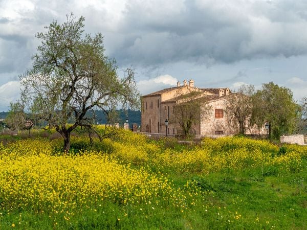 Produktbild: CALVENDO Puzzle Fr&uuml;hling auf Mallorca | 1000 Teile Lege-Gr&ouml;&szlig;e 64x48cm Foto-Puzzle f&uuml;r gl&uuml;ckliche Stunden