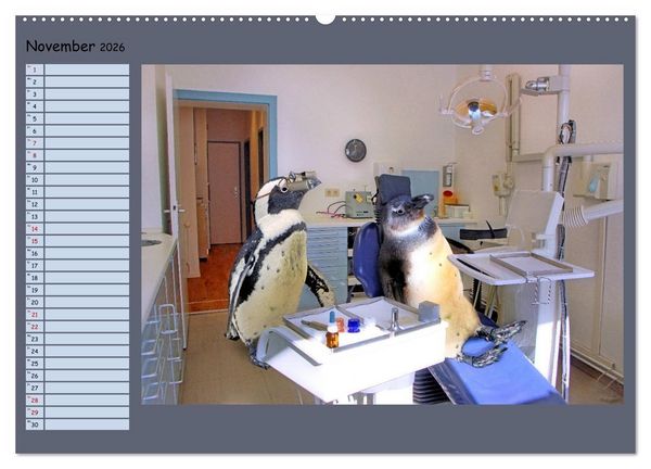 Produktbild: Pinguine privat Planer (Wandkalender 2026 DIN A2 quer), CALVENDO Monatskalender
