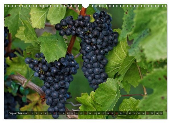 Produktbild: Weinlagen in Franken (Wandkalender 2026 DIN A3 quer), CALVENDO Monatskalender