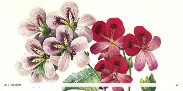 Produktbild: Historische Blumenbilder &ndash; Book To Go