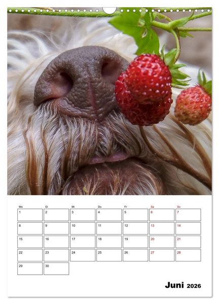 Produktbild: Lagotto Romagnolo - Lustige Zwerge (Wandkalender 2026 DIN A3 hoch), CALVENDO Monatskalender