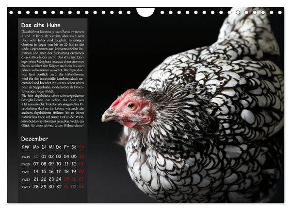 Produktbild: Von der Einzigartigkeit der H&uuml;hner 2026 (Wandkalender 2026 DIN A4 quer), CALVENDO Monatskalender