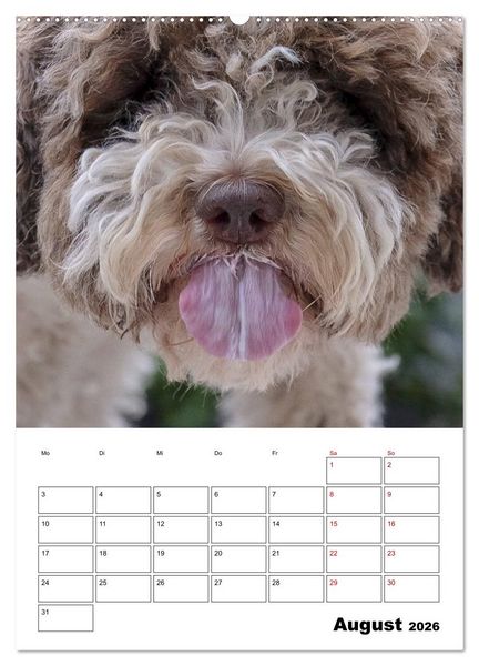 Produktbild: Lagotto Romagnolo - Lustige Zwerge (Wandkalender 2026 DIN A2 hoch), CALVENDO Monatskalender