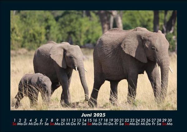 Produktbild: Elefanten 2025 Fotokalender DIN A5