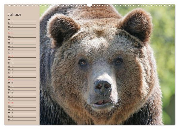 Produktbild: B&auml;ren. Unterwegs mit Meister Petz (hochwertiger Premium Wandkalender 2026 DIN A2 quer), Kunstdruck in Hochglanz