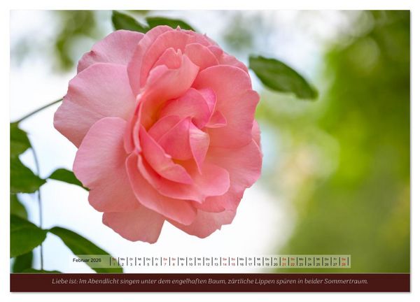 Produktbild: Rosen, Liebe ist (Wandkalender 2026 DIN A4 quer), CALVENDO Monatskalender