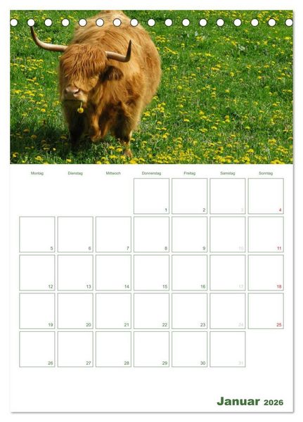 Produktbild: Kuhle K&uuml;he 2026 (Tischkalender 2026 DIN A5 hoch), CALVENDO Monatskalender