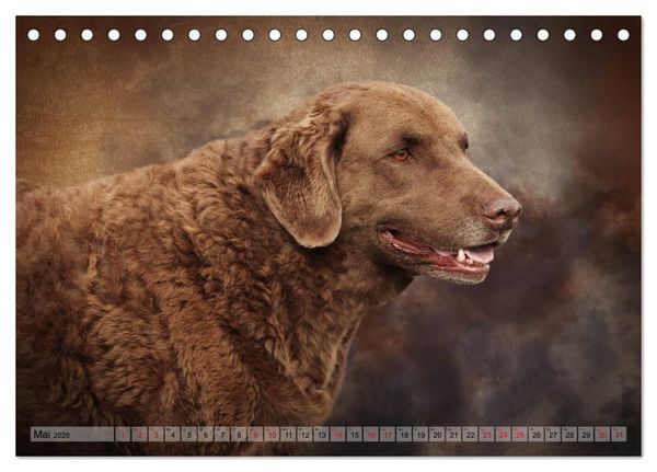 Produktbild: Jagdhunde im Portrait (Tischkalender 2026 DIN A5 quer), CALVENDO Monatskalender