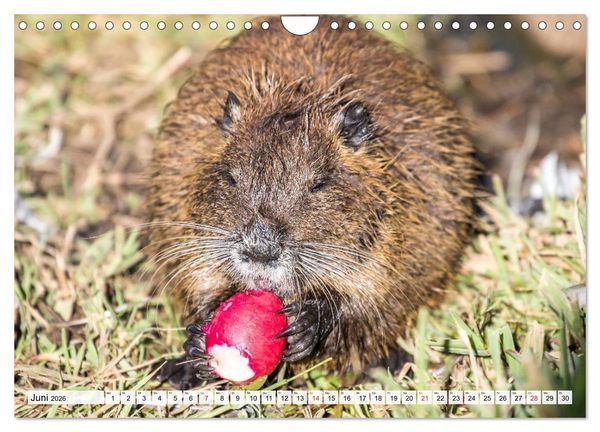 Produktbild: NUTRIA mit Nachwuchs (Wandkalender 2026 DIN A4 quer), CALVENDO Monatskalender