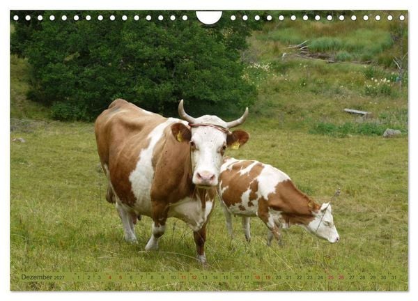 Produktbild: Schwarzwald-K&uuml;he - Die Hinterw&auml;lder (Wandkalender 2027 DIN A4 quer), CALVENDO Monatskalender