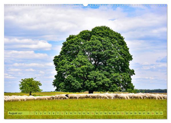 Produktbild: B&auml;ume sind Tr&auml;ume (hochwertiger Premium Wandkalender 2027 DIN A2 quer), Kunstdruck in Hochglanz