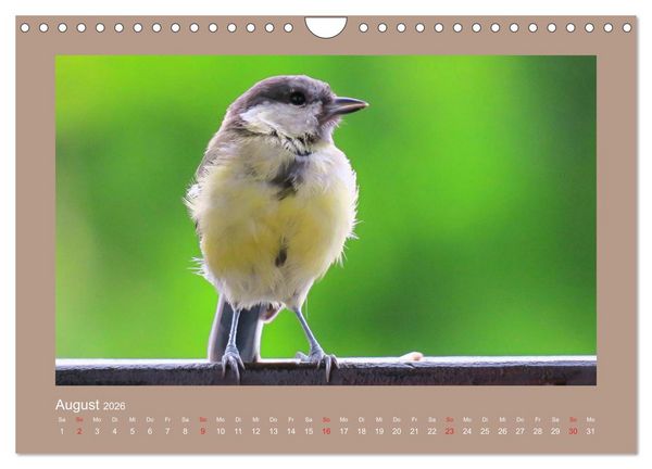 Produktbild: Vogelportr&auml;ts - Heimische V&ouml;gel auf meinem Balkon (Wandkalender 2026 DIN A4 quer), CALVENDO Monatskalender