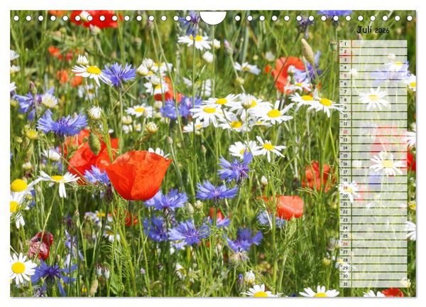 Produktbild: Klatschmohn im Feld (Wandkalender 2026 DIN A4 quer), CALVENDO Monatskalender