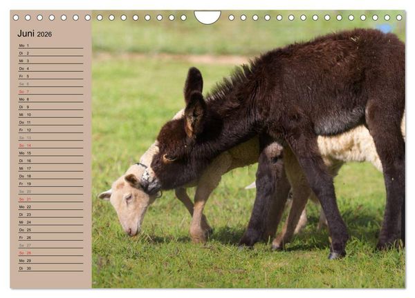 Produktbild: Das Esel-Paradies - Hunde und andere Feunde (Wandkalender 2026 DIN A4 quer), CALVENDO Monatskalender