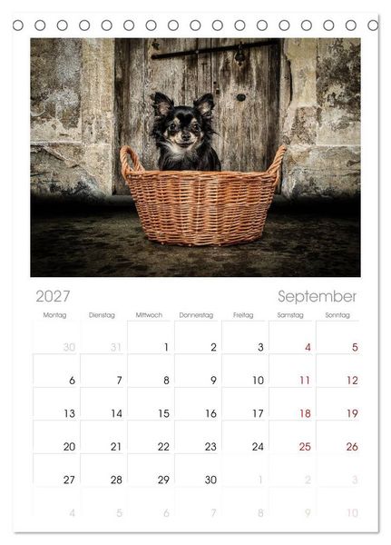 Produktbild: Tischplaner 2027 - Chihuahuas - Cool and Cute (A5 Tischkalender zum Aufstellen) CALVENDO