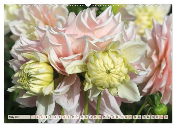 Produktbild: Fascinating Dahlias (High Quality Premium Wall Calendar 2027 DIN A2 landscape),CALVENDO 12 Month Wall Calendar