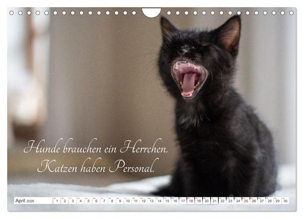 Produktbild: Kitten auf Entdeckungsreise (Wandkalender 2026 DIN A4 quer), CALVENDO Monatskalender