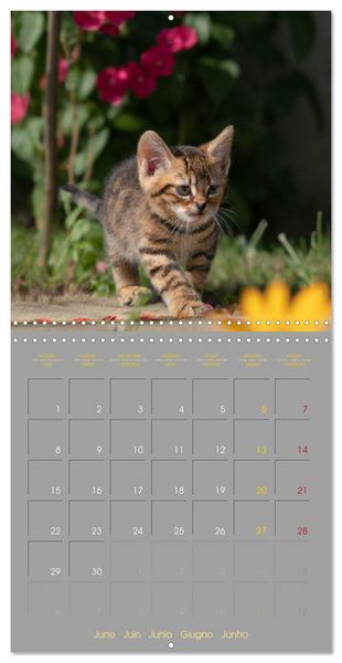 Produktbild: La vie de chatons (Calendrier mural carr&eacute; 2026 30x30 cm) Calendrier double avec une page pour vos prises de notes