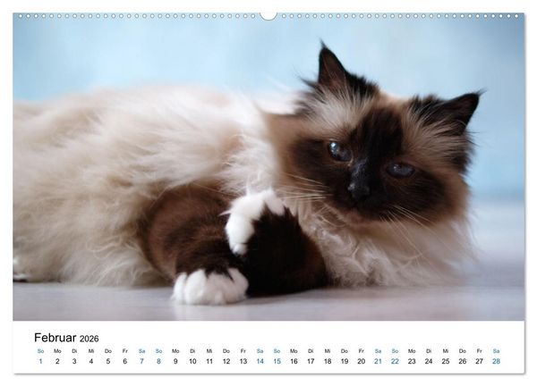 Produktbild: Heilige Birma Katzen mit traumhaft blauen Augen und wei&szlig;en Pf&ouml;tchen (Wandkalender 2026 DIN A2 quer), CALVENDO Monatskalender