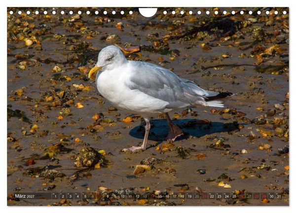 Produktbild: Amrum Insel am Wattenmeer (Wandkalender 2027 DIN A4 quer), CALVENDO Monatskalender