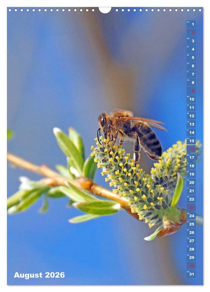 Produktbild: Blossom Love, von Bienen und Hummeln (Wandkalender 2026 DIN A3 hoch), CALVENDO Monatskalender