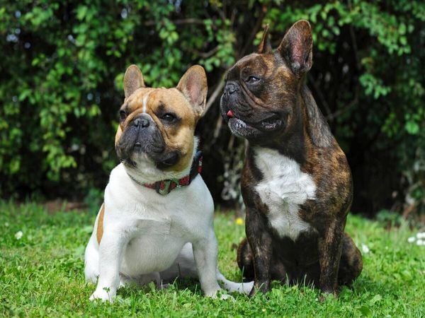 Produktbild: CALVENDO Puzzle Franz&ouml;sische Bulldoggen | 1000 Teile Lege-Gr&ouml;&szlig;e 64x48cm Foto-Puzzle f&uuml;r gl&uuml;ckliche Stunden