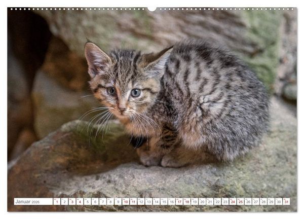 Produktbild: Wildkatzenbabys - wild und zuckers&uuml;&szlig;. (Wandkalender 2026 DIN A2 quer), CALVENDO Monatskalender