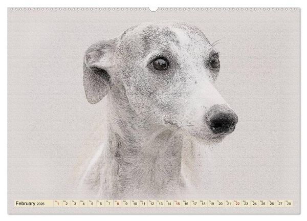 Produktbild: Whippets 2026 (High Quality Premium Wall Calendar 2026 DIN A2 landscape),CALVENDO 12 Month Wall Calendar