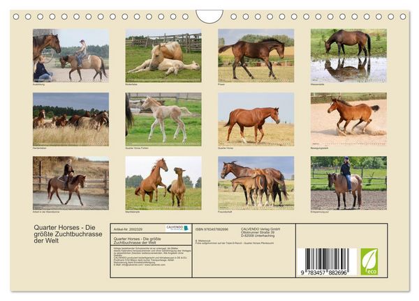 Produktbild: Quarter Horses - Die gr&ouml;&szlig;te Zuchtbuchrasse der Welt (Wandkalender 2026 DIN A4 quer), CALVENDO Monatskalender