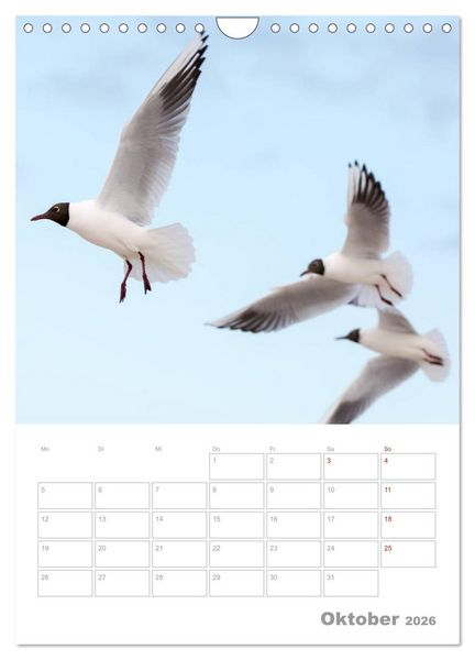 Produktbild: M&ouml;wen - die V&ouml;gel der K&uuml;ste (Wandkalender 2026 DIN A4 hoch), CALVENDO Monatskalender