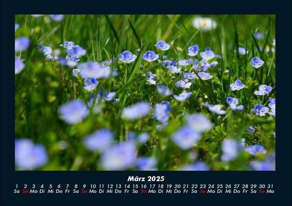 Produktbild: Blumenkalender 2025 Fotokalender DIN A4