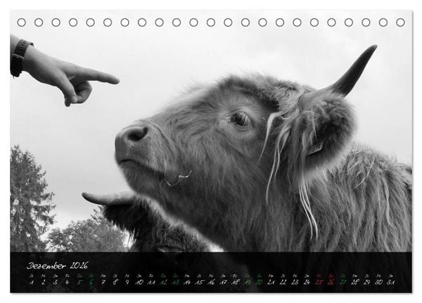 Produktbild: Highland Cattle vom Nordlicht - Faszination Hochland Rind (Tischkalender 2026 DIN A5 quer), CALVENDO Monatskalender