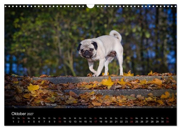 Produktbild: Mops 2027 (Wandkalender 2027 DIN A3 quer), CALVENDO Monatskalender