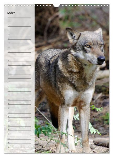 Produktbild: Der Wolf - Isegrim in den heimischen W&auml;ldern - Kalender 2026 (Wandkalender 2026 DIN A3 hoch), CALVENDO Monatskalender