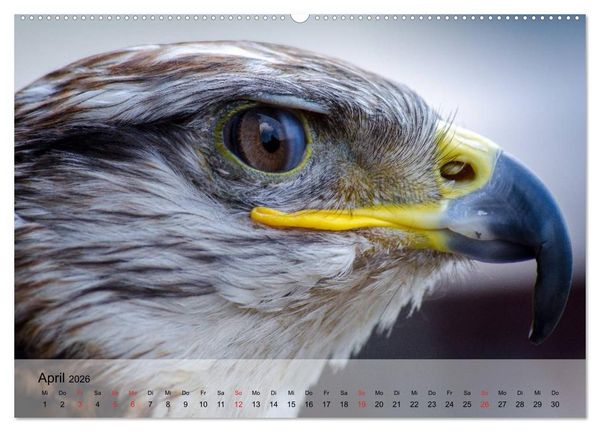 Produktbild: Falken und Greifv&ouml;gel. Edle J&auml;ger (hochwertiger Premium Wandkalender 2026 DIN A2 quer), Kunstdruck in Hochglanz
