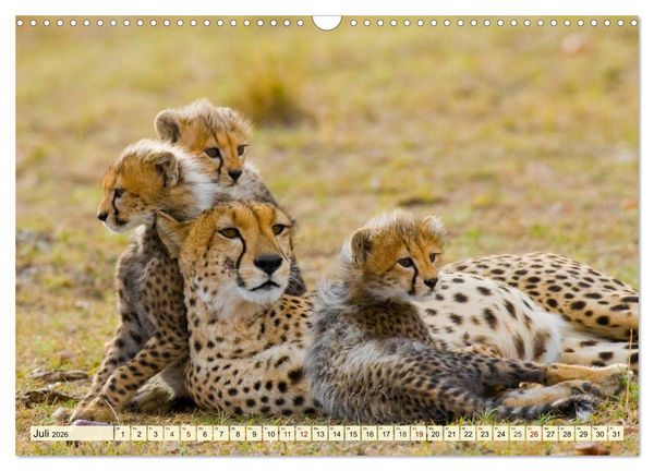 Produktbild: Afrika. Botswanas wundervolle Tierwelt (Wandkalender 2026 DIN A3 quer), CALVENDO Monatskalender