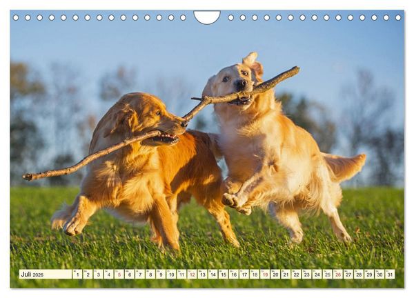 Produktbild: Golden Retriever - Freunde auf 4 Pfoten (Wandkalender 2026 DIN A4 quer), CALVENDO Monatskalender