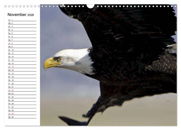 Produktbild: Wei&szlig;kopfseeadler. Symbol der Freiheit (Wandkalender 2026 DIN A3 quer), CALVENDO Monatskalender