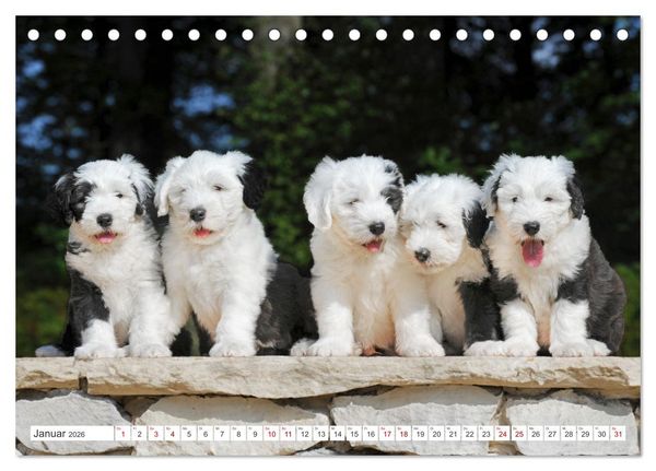 Produktbild: In der Kinderstube bei Familie Bobtail (Tischkalender 2026 DIN A5 quer), CALVENDO Monatskalender