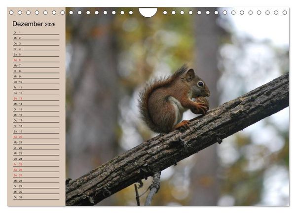 Produktbild: Eichh&ouml;rnchen. Wo sind blo&szlig; die N&uuml;sse? (Wandkalender 2026 DIN A4 quer), CALVENDO Monatskalender