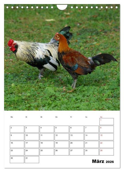 Produktbild: H&uuml;hner Terminplaner (Wandkalender 2026 DIN A4 hoch), CALVENDO Monatskalender