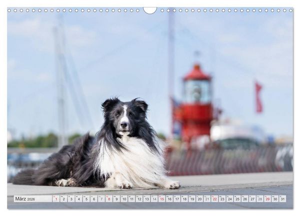 Produktbild: Hamburger Hafencity - Unterwegs mit den Shelties Finn und Louis (Wandkalender 2026 DIN A3 quer), CALVENDO Monatskalender