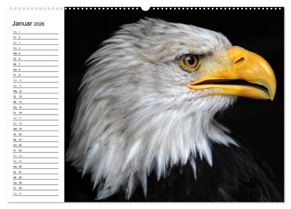 Produktbild: Greifv&ouml;gel, Eulen und K&auml;uze (hochwertiger Premium Wandkalender 2026 DIN A2 quer), Kunstdruck in Hochglanz