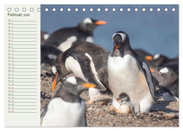 Produktbild: Unter Pinguinen (Tischkalender 2026 DIN A5 quer), CALVENDO Monatskalender