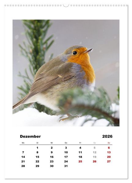 Produktbild: Rotkehlchen, s&uuml;&szlig;e kleine Knutschkugeln (Wandkalender 2026 DIN A2 hoch), CALVENDO Monatskalender