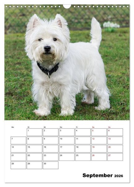 Produktbild: West Highland White Terrier - Herzensbrecher auf vier Pfoten (Wandkalender 2026 DIN A3 hoch), CALVENDO Monatskalender