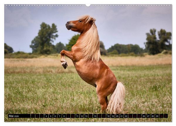 Produktbild: Shetlandpony Kalender (hochwertiger Premium Wandkalender 2026 DIN A2 quer), Kunstdruck in Hochglanz